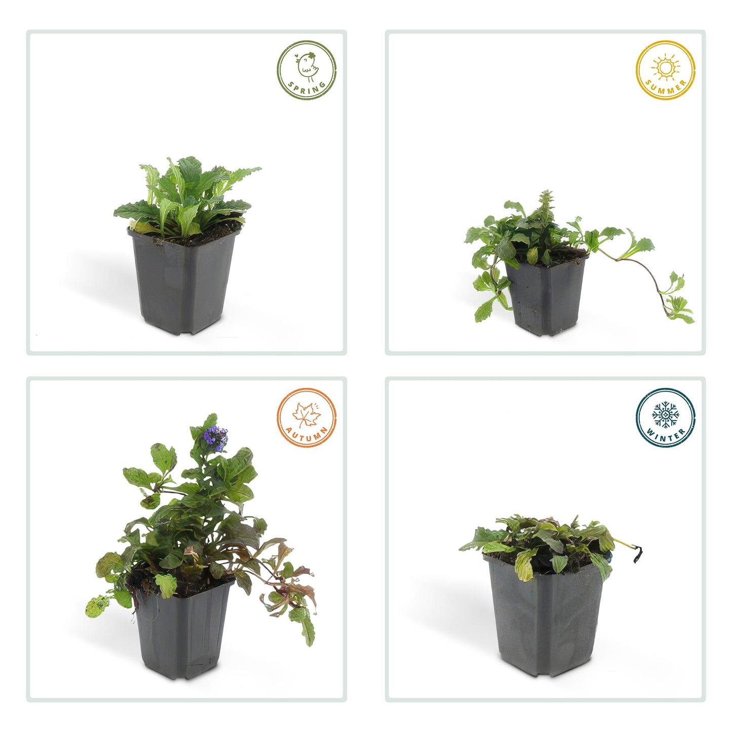 12x Ajuga reptans - Bodendeckerpflanze - Pflanzfix24