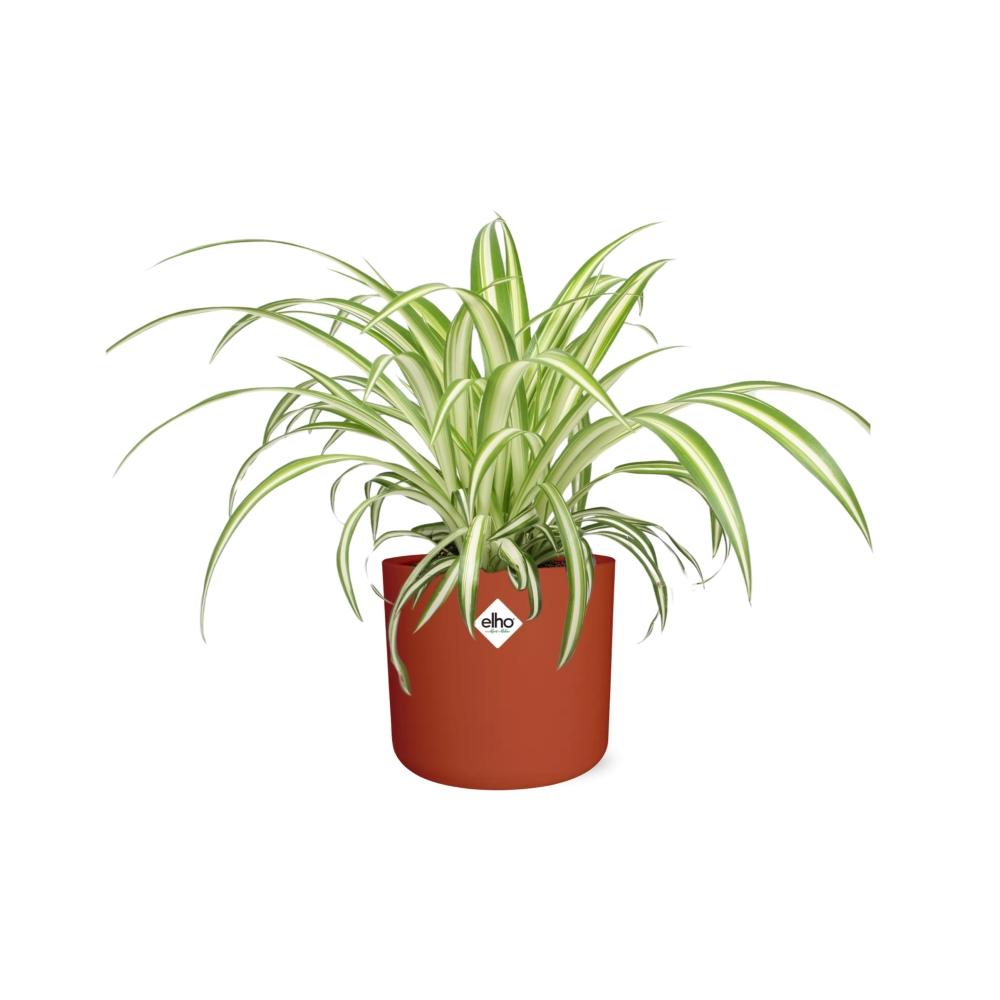 Chlorophytum Comosum Variegatum Spiderpflanze in ELHO b.for soft round 14cm Brick - Pflanzfix24