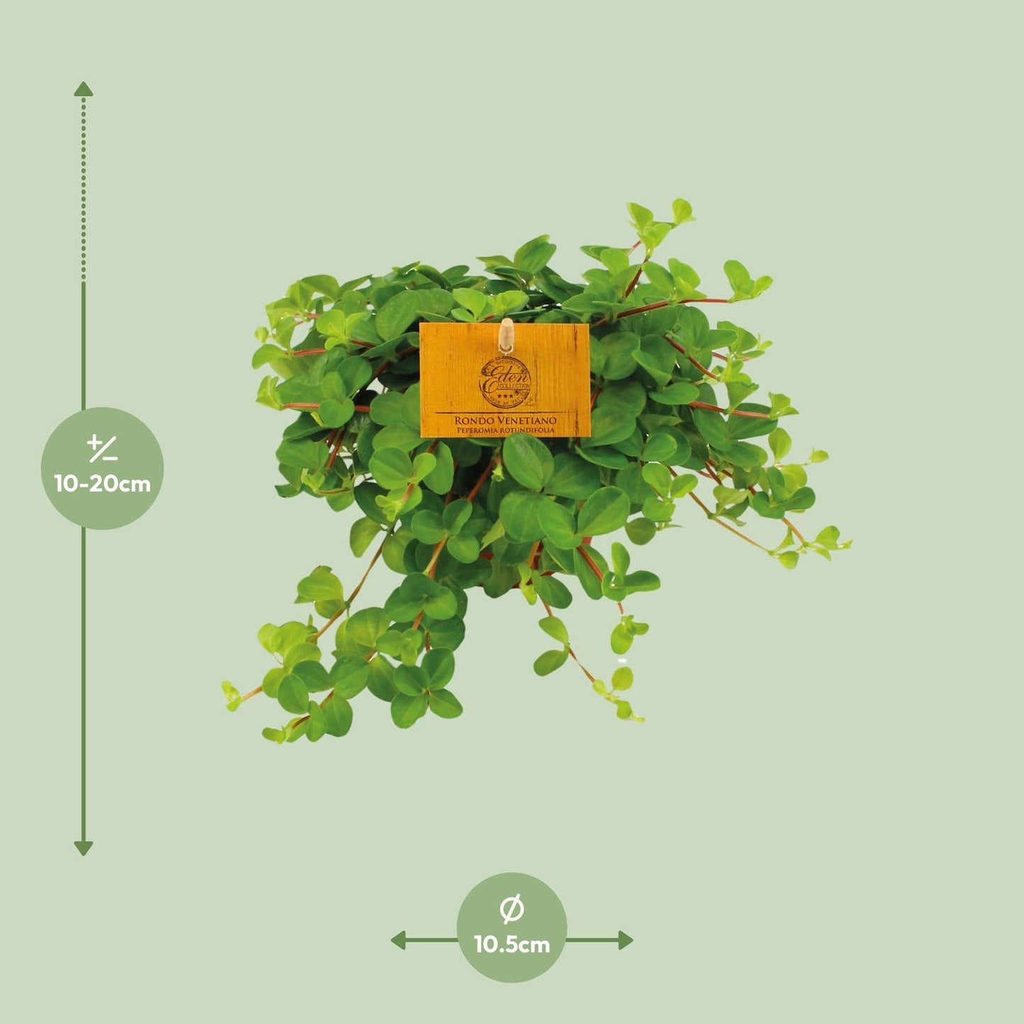 Peperomia Rotundifolia Ø11cm – Kompakt & Pflegeleicht | Pflanzfix24.de - Pflanzfix24.de