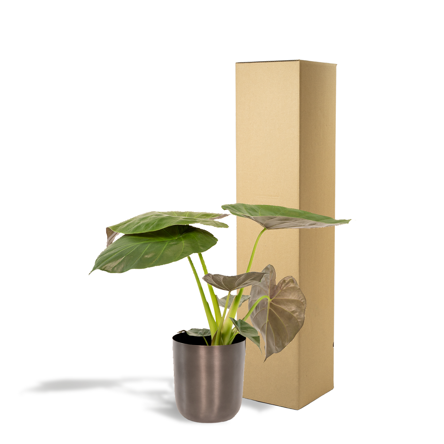 Alocasia Wentii - Ø19cm - ↕65cm + Topf Mayk Lead - Pflanzfix24