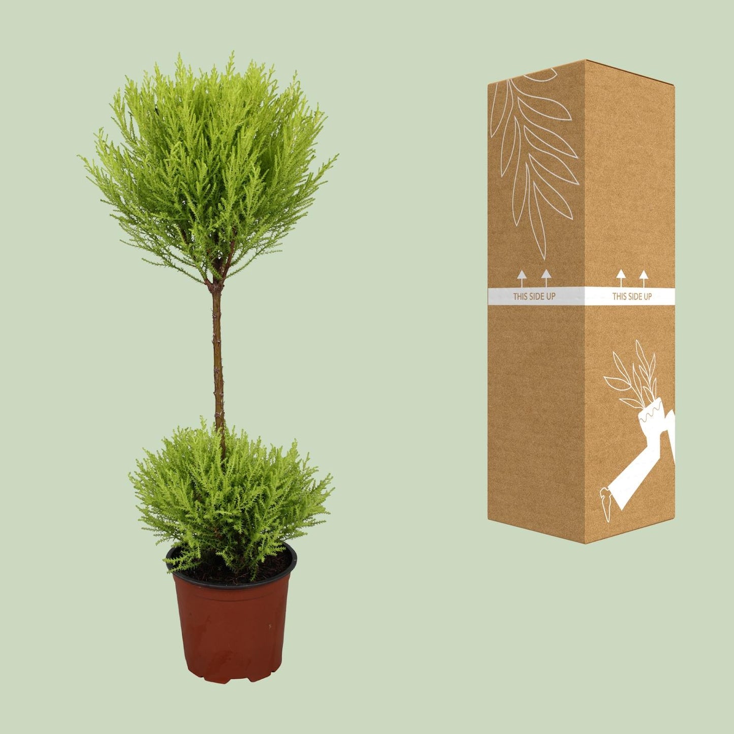 Cupressus Goldcrest Wilma - Ø14cm - ↕60cm bei Pflanzfix24.de - Pflanzfix24.de