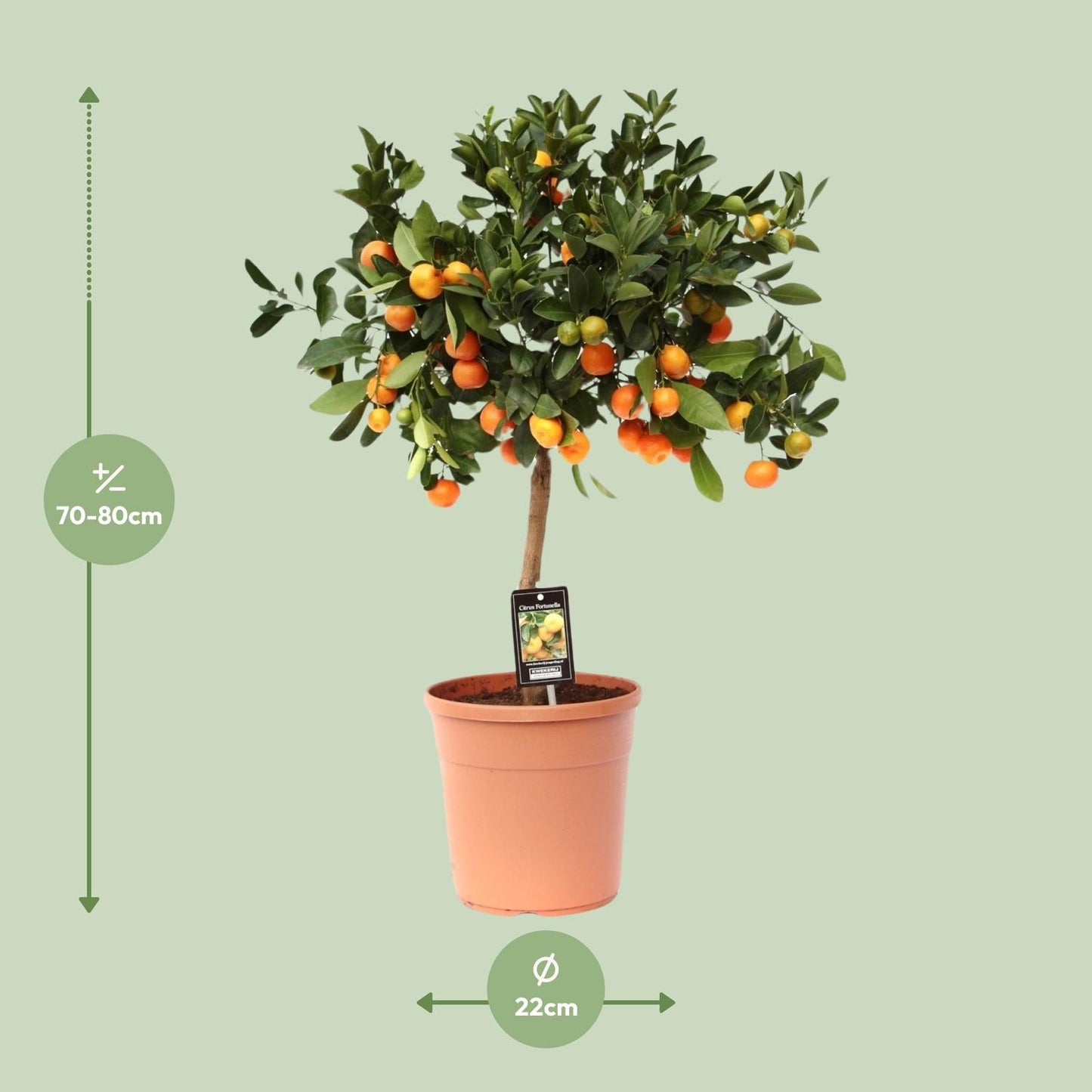 Citrus Calamondin - Ø22cm - ↕80cm - Pflanzfix24.de - Pflanzfix24.de