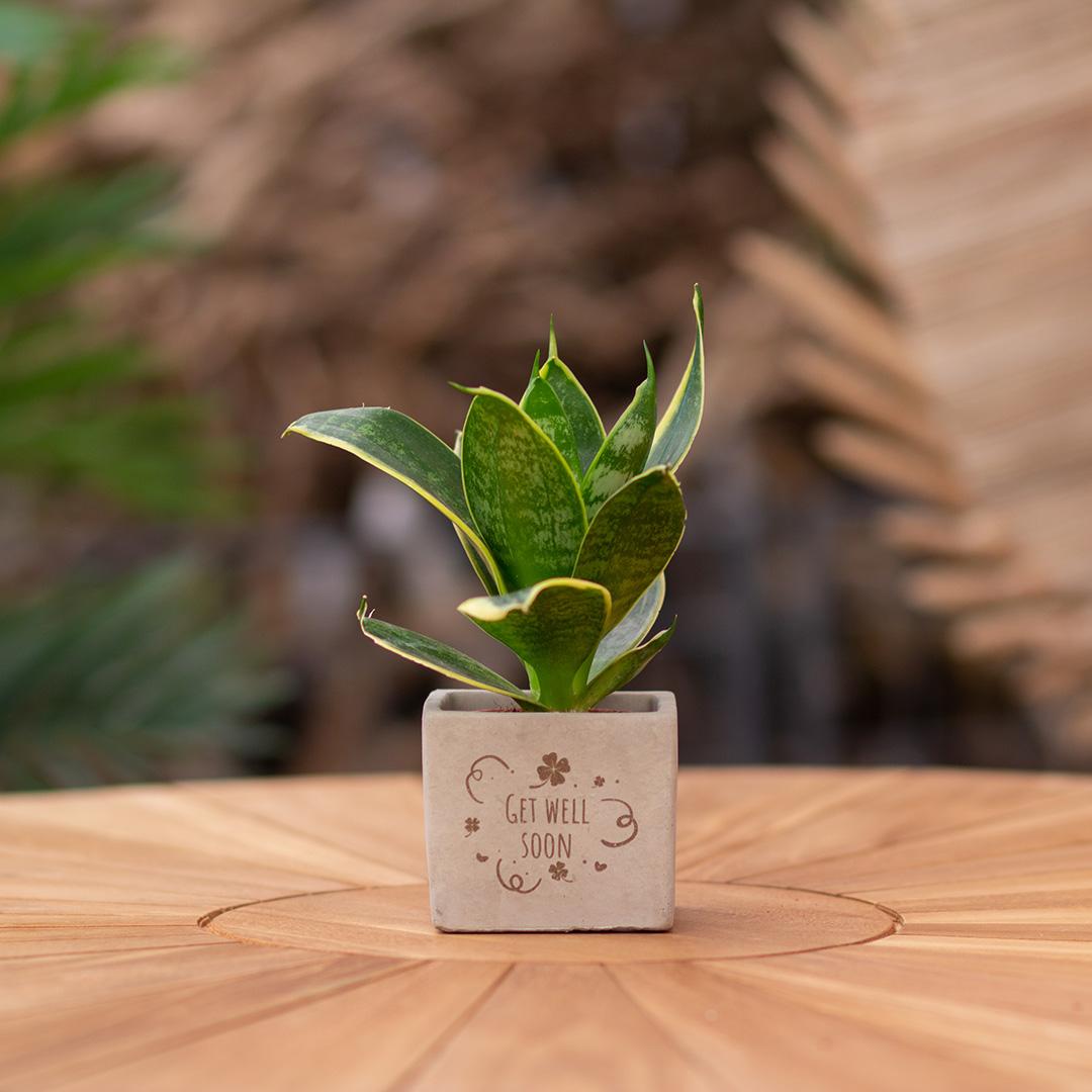 Congreet plantpots + Sansevieria | Get well soon - Pflanzfix24.de - Pflanzfix24.de