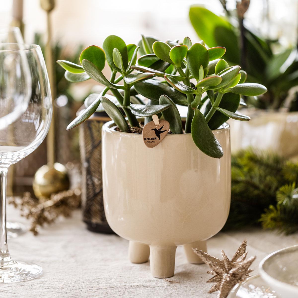 Kolibri Greens | Groene Pflanze - Sukkulente Crassula Minor - Blumenerde Ø6cm - Pflanzfix24