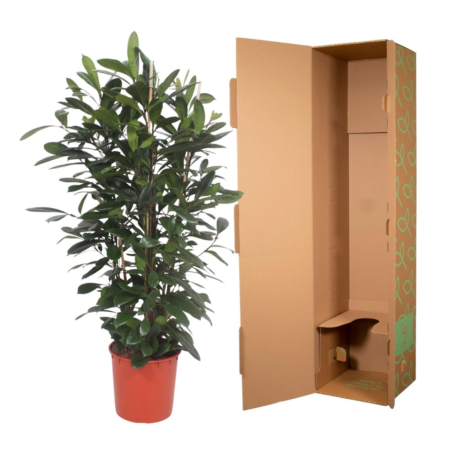 Ficus Cyathistipula struik - 180 cm - ø34 - Pflanzfix24