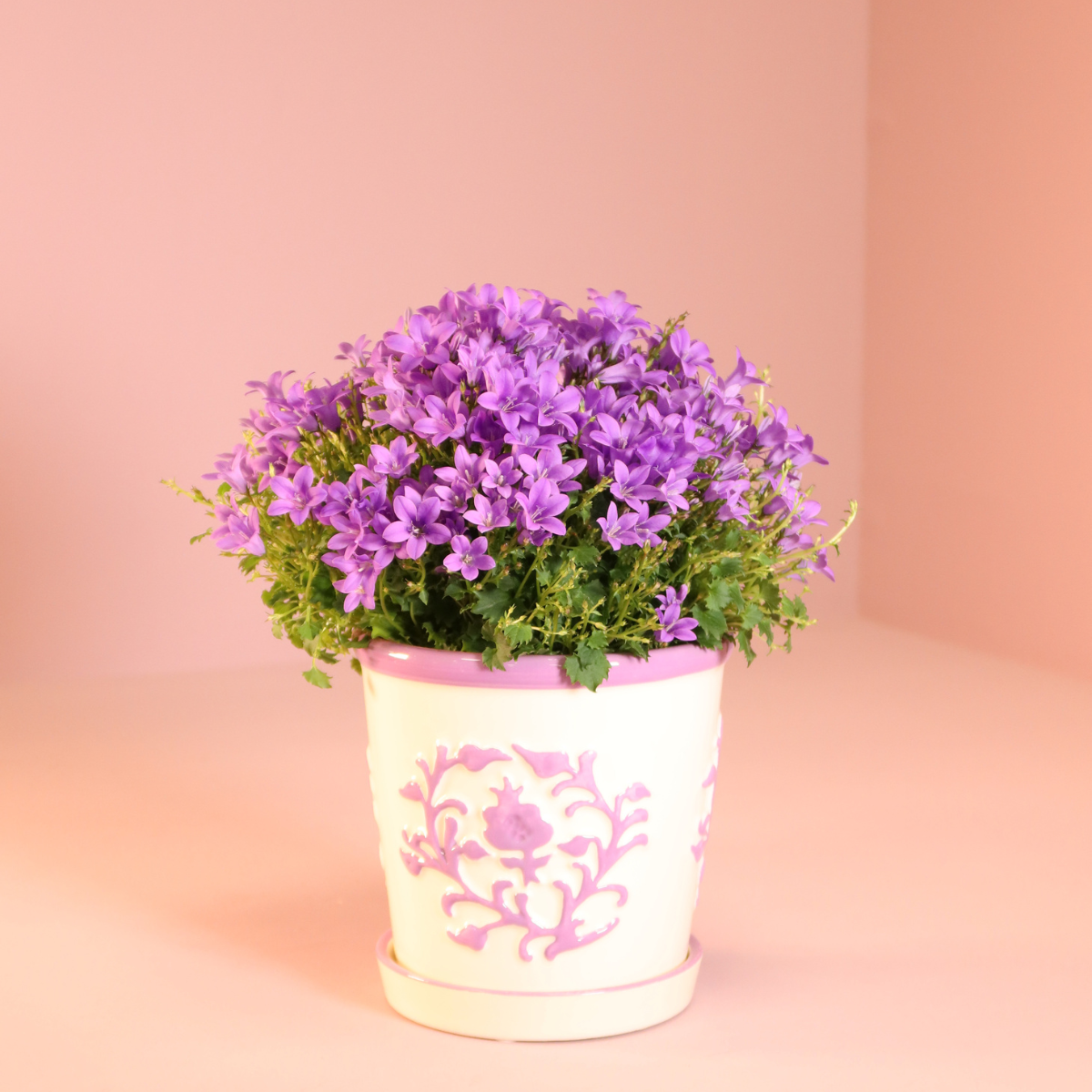 2x Campanula Addenda Ambella Intense Purple in Malaga-Dekotöpfen - Pflanzfix24.de - Pflanzfix24.de