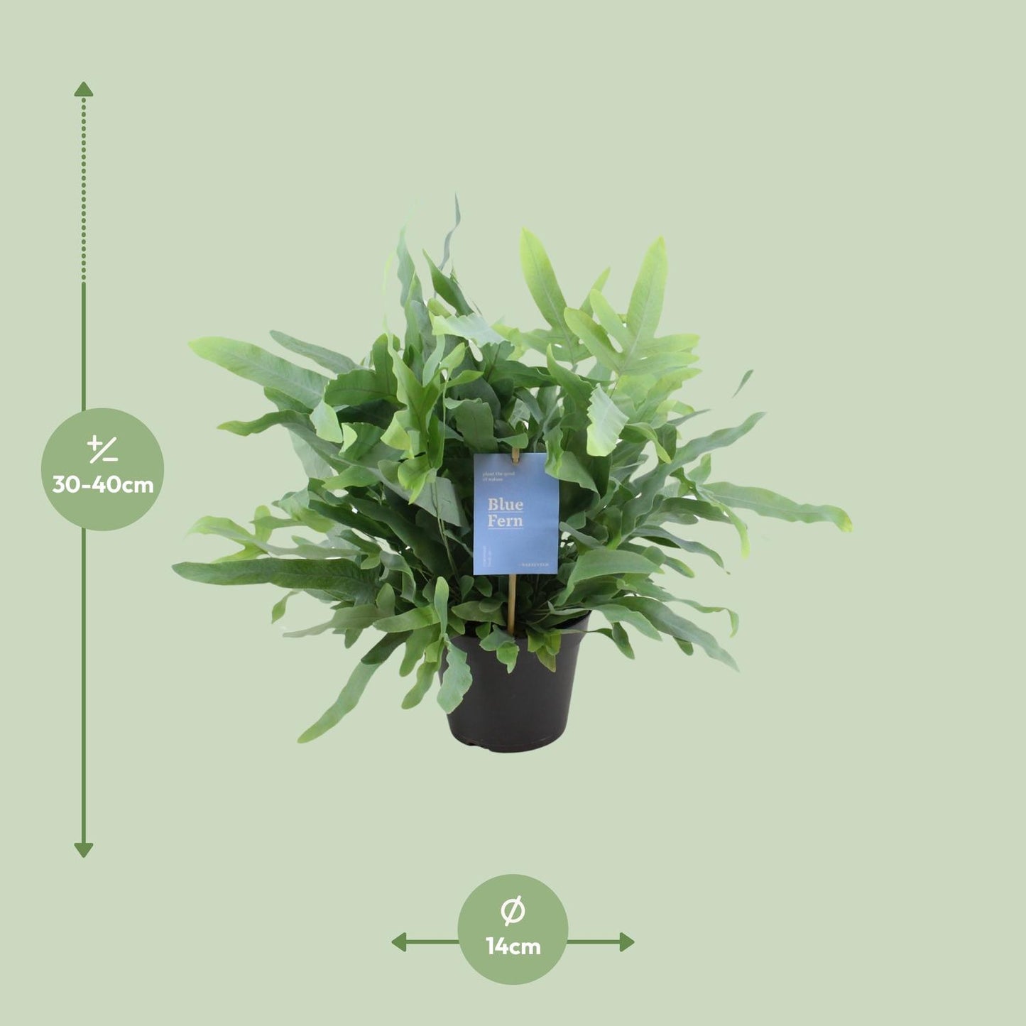 Phlebodium Blue Fern 40cm Ø14cm – Goldener Stummelfarn | Pflanzfix24.de - Pflanzfix24.de