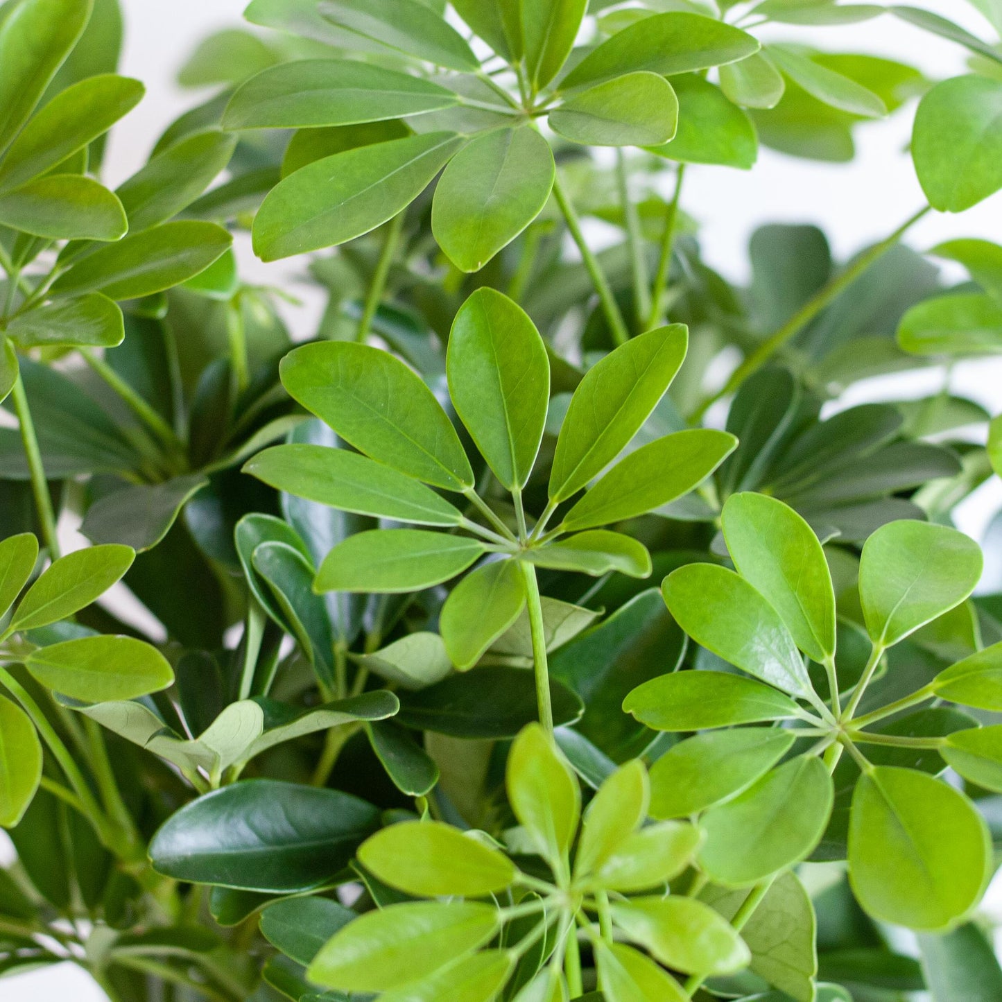 Schefflera Nora mit Viber-Topf – 70 cm – Pflanzfix24.de - Pflanzfix24.de