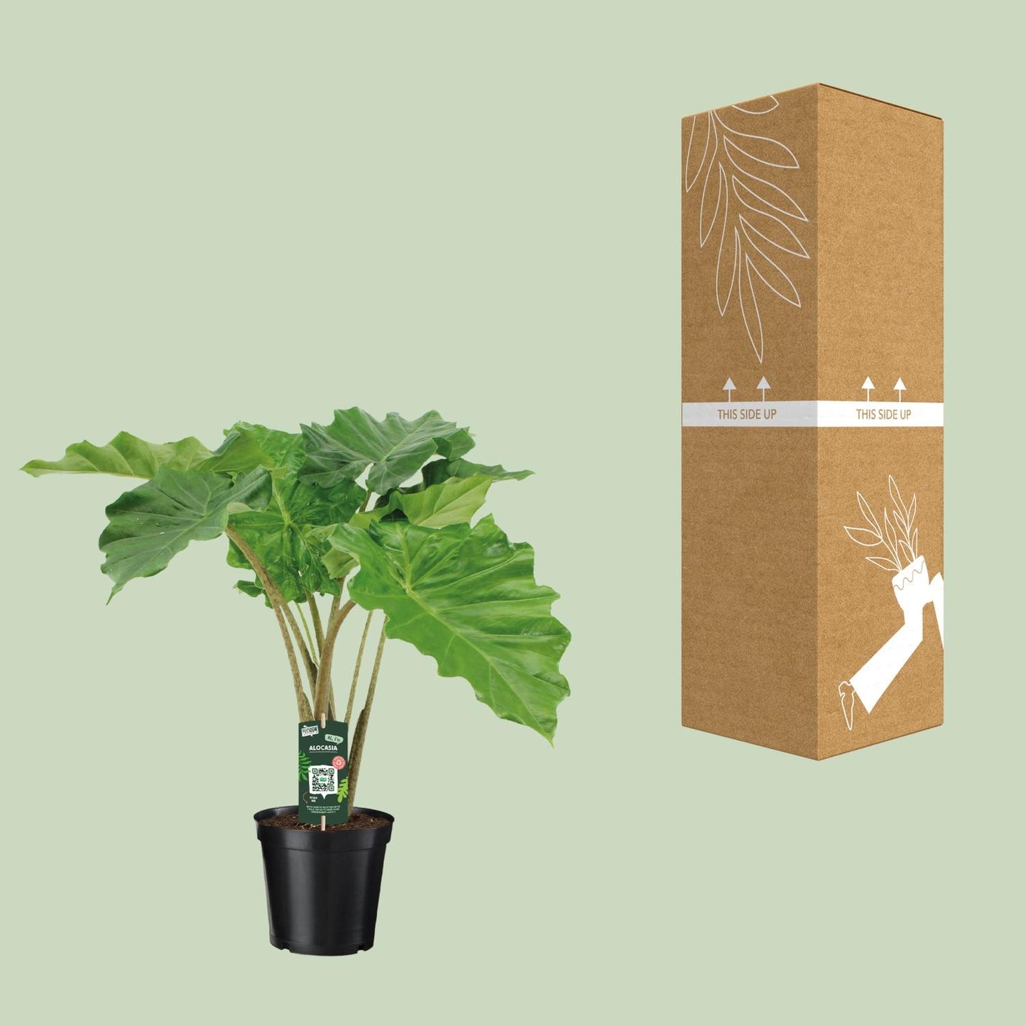 Alocasia Portodora - Ø21cm - ↕80cm bei Pflanzfix24