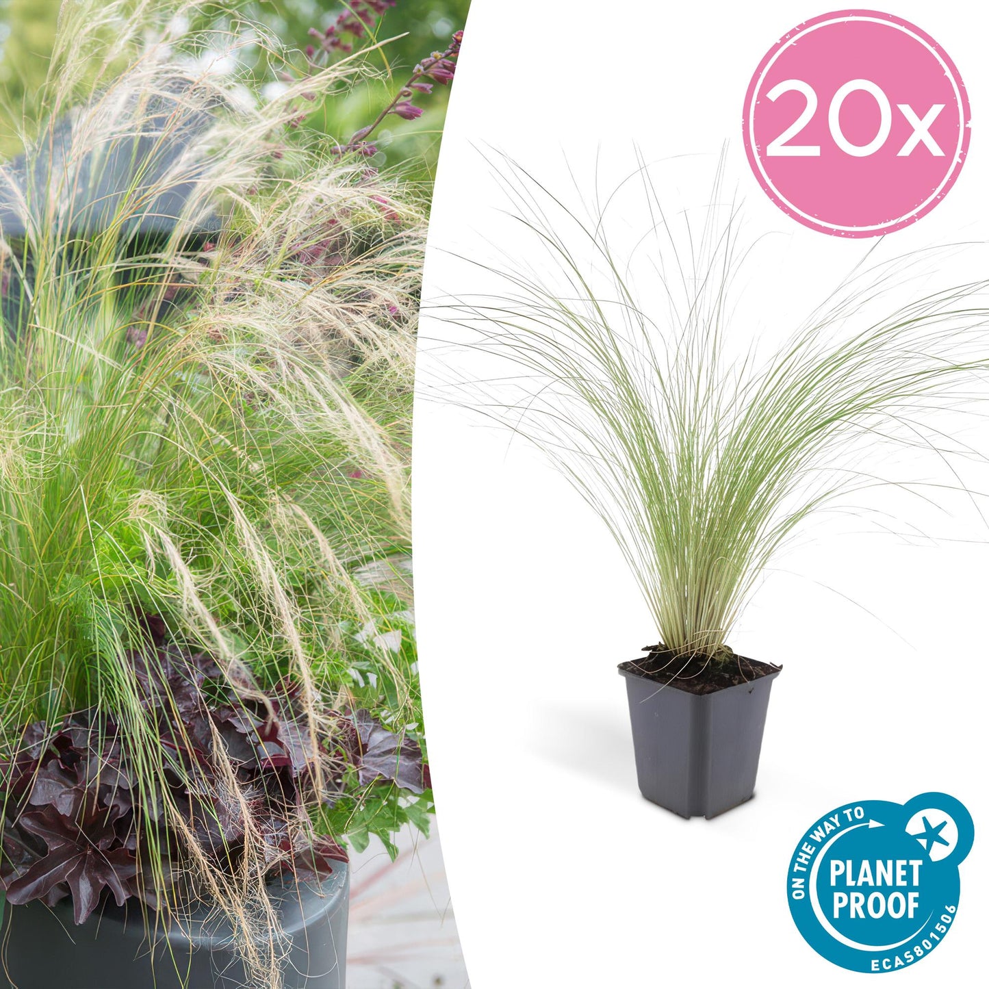 Stipa tenuissima 'Ponytails' - 20x Set - Pflanzfix24.de - Pflanzfix24.de