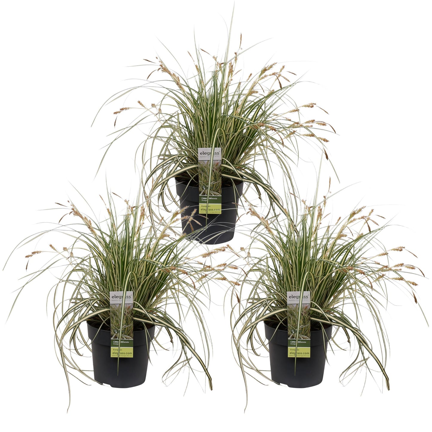 3x Carex hachijoensis 'Evergold' - 30cm - Ø14 - Pflanzfix24