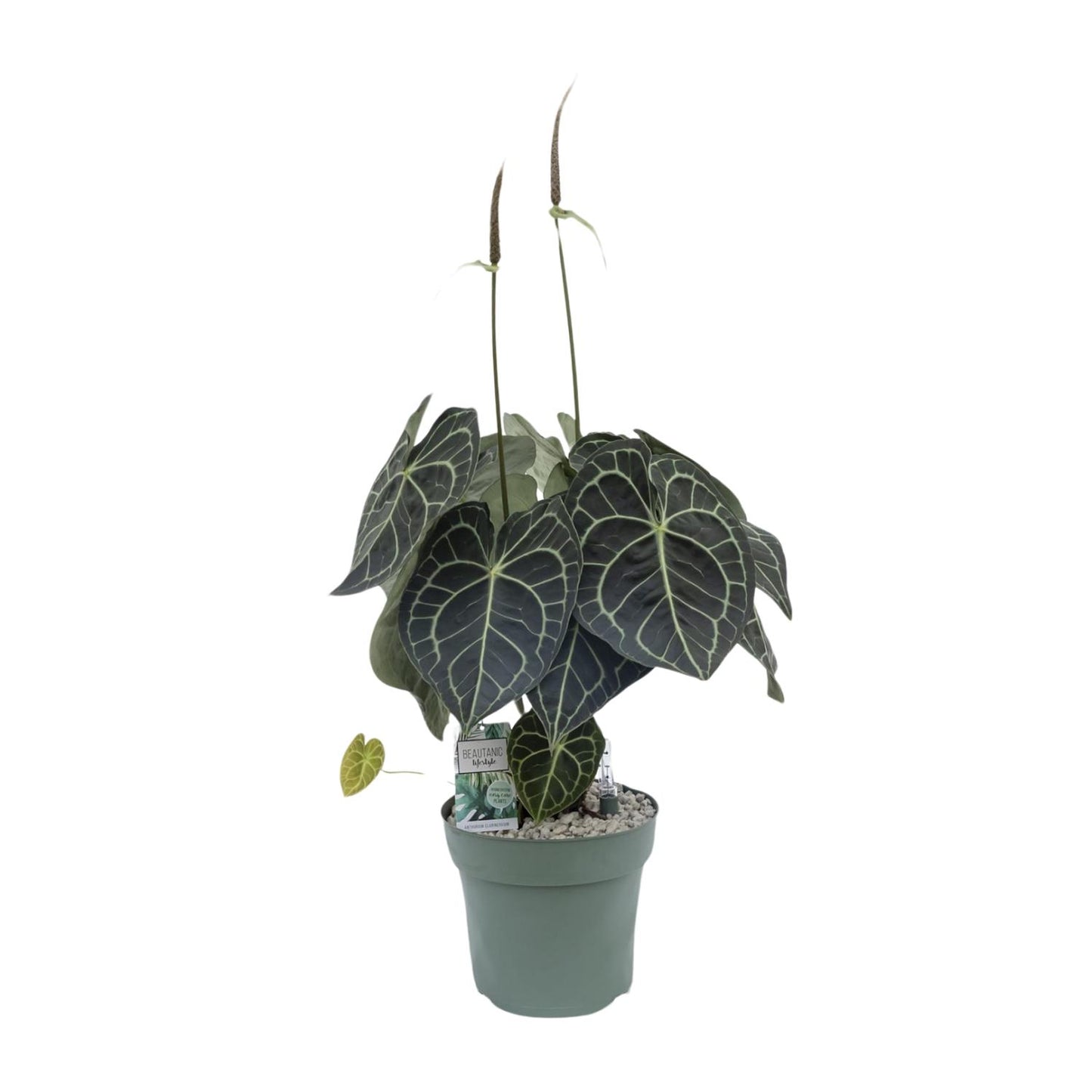 Anthurium Clarinervium - Ø30cm - ↕80cm von Pflanzfix24