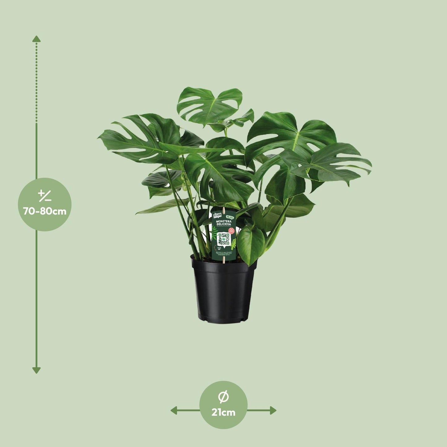 Monstera Deliciosa Ø21cm – 65 cm Zimmerpflanze | Pflanzfix24.de - Pflanzfix24.de