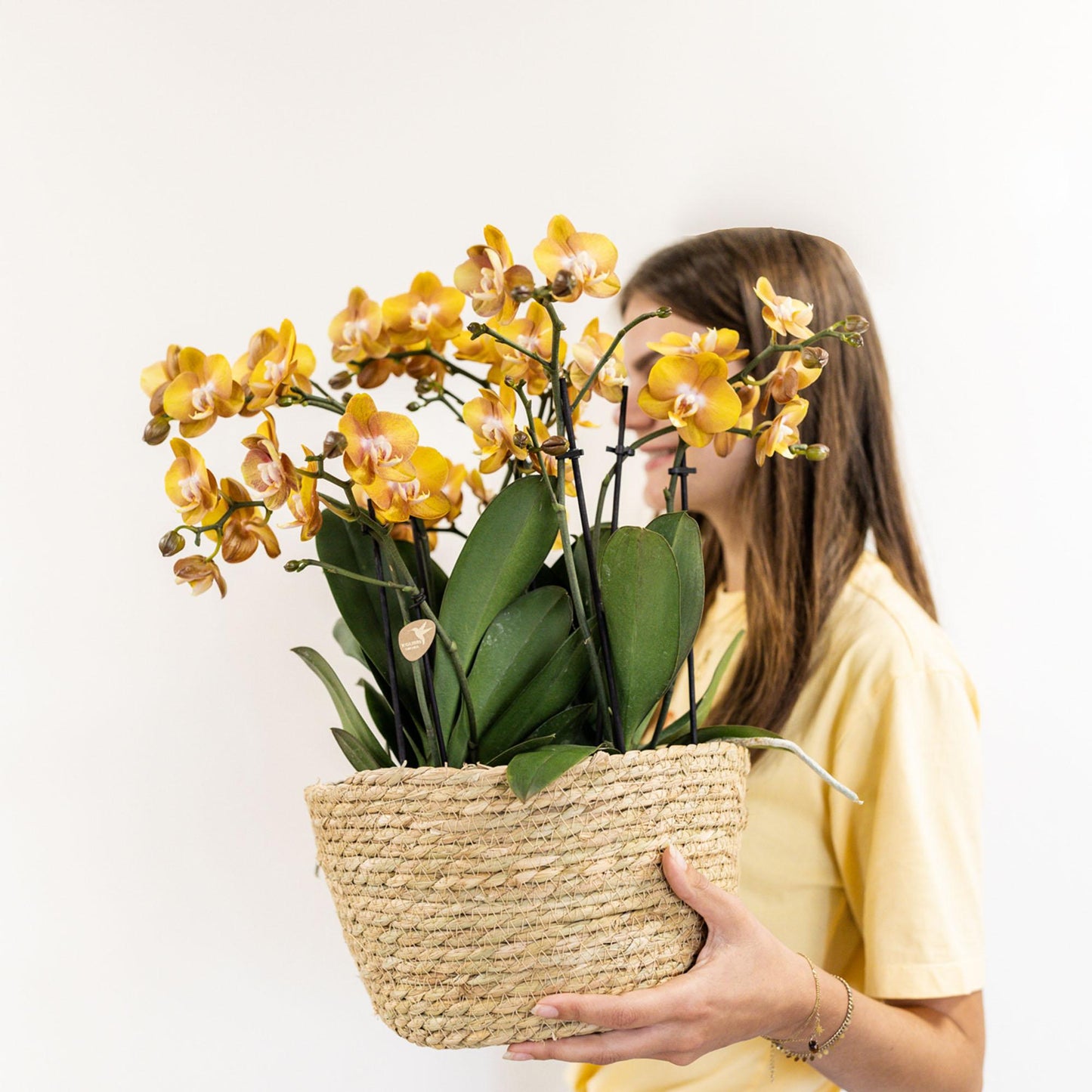 Orchideen-Set Orange im Schilfkorb mit Wassertank 12cm – Pflanzfix24.de - Pflanzfix24.de