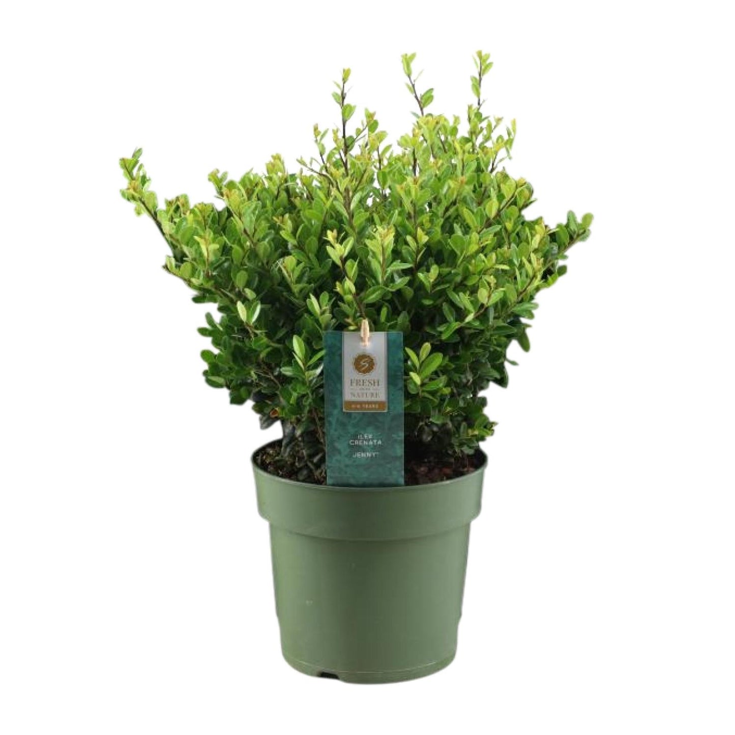 Ilex Crenata 'Jenny'® P17 - Pflanzfix24