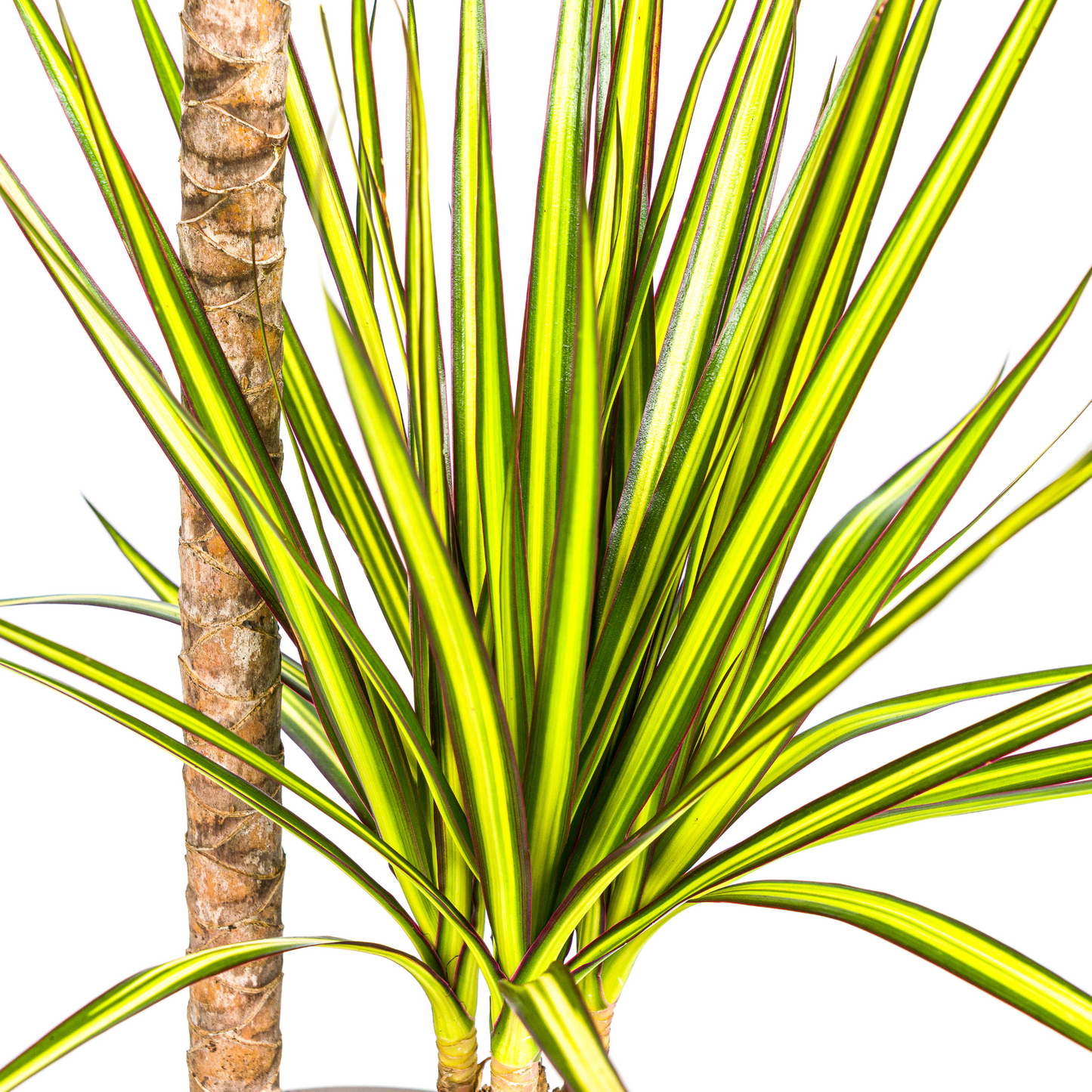 Dracaena Marginata Sunray Ø19cm - Pflanzfix24