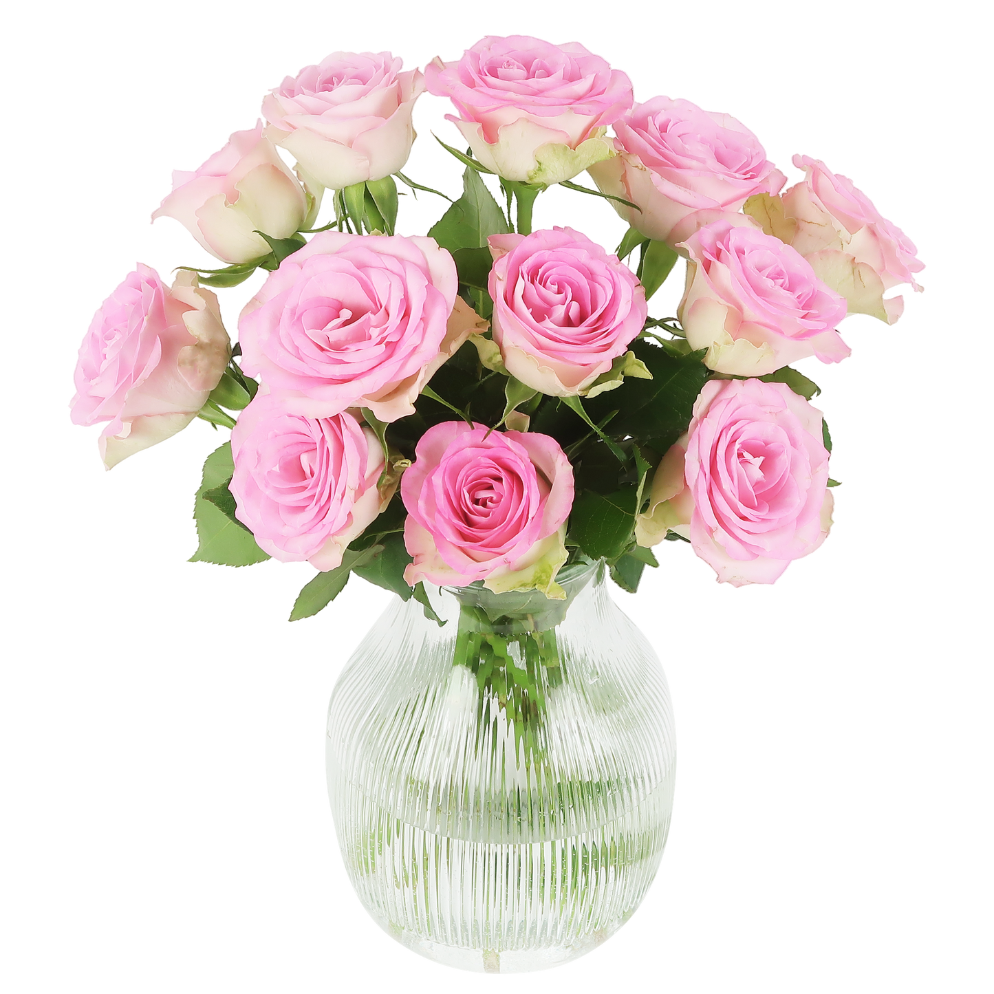 Süße Rosen – rosa Rosen im Briefkastenpaket bei Pflanzfix24.de - Pflanzfix24.de