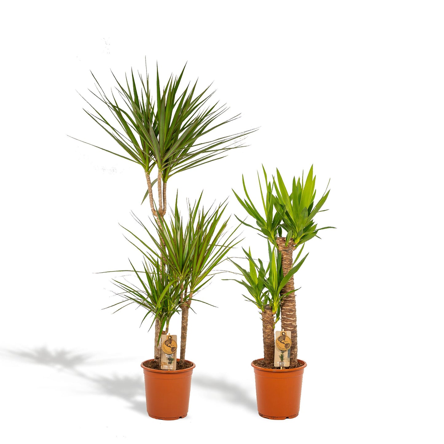 Dracaena & Yucca Zimmerpflanzen Set - Pflanzfix24