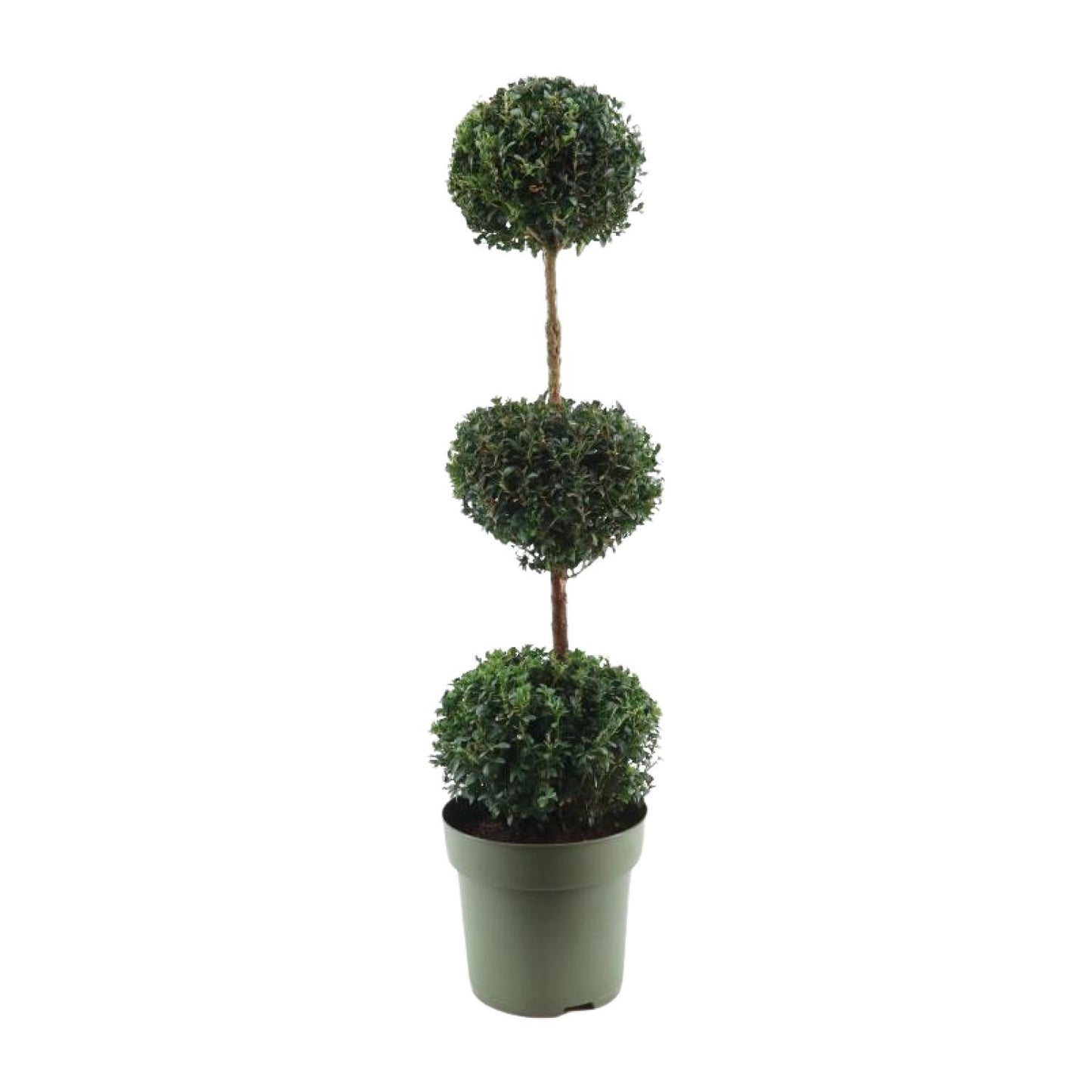 Buxus Semp. Trio-Ball - Ø27cm - ↕110cm - Pflanzfix24