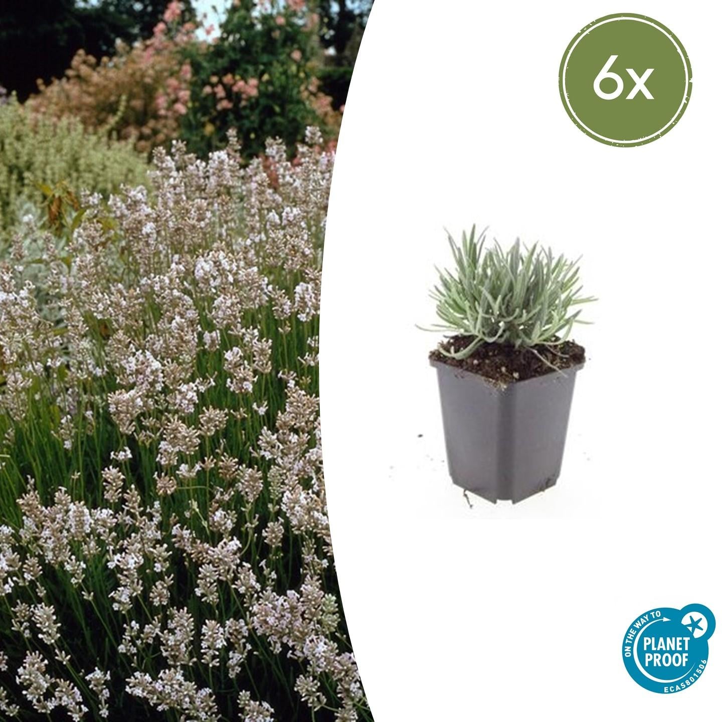 6x Lavandula int. 'Edelweiss' - ↕10-25cm - Ø9cm - Pflanzfix24