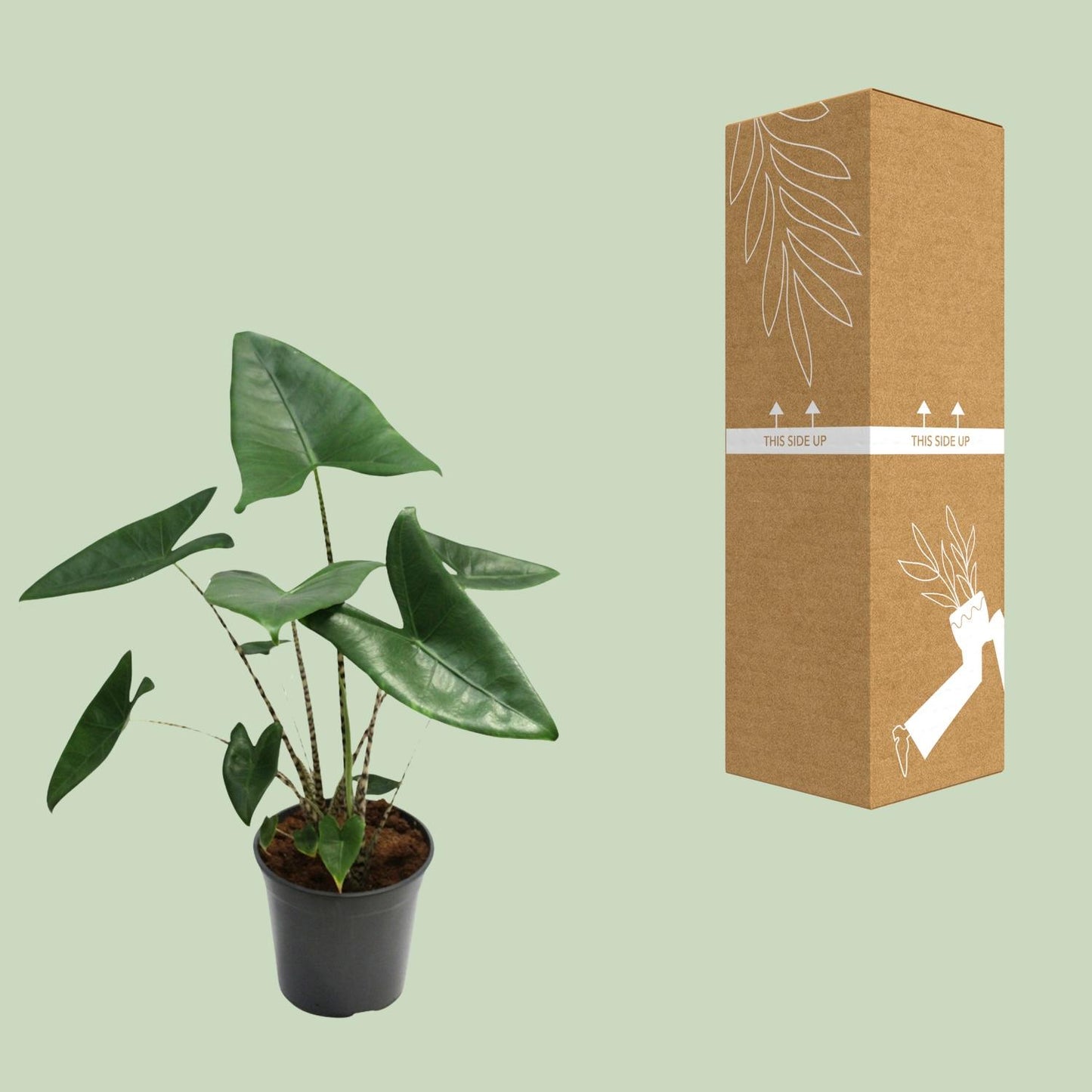 Alocasia Zebrina - Ø21cm - ↕80cm bei Pflanzfix24