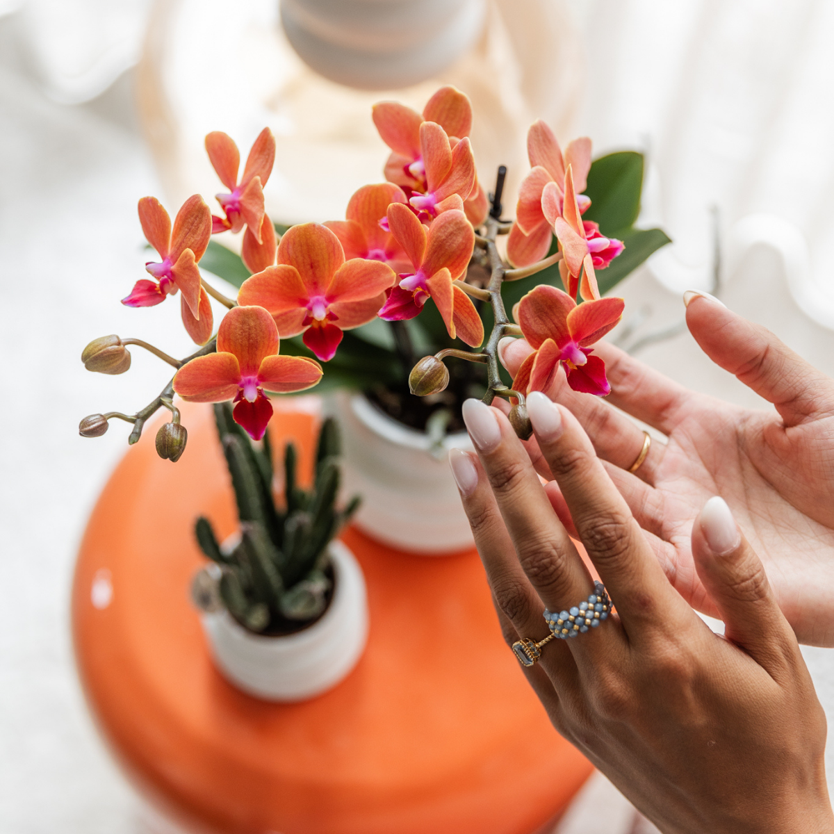 4er Set Phalaenopsis Bozen Orange – Combi Deal Ø9cm | Pflanzfix24.de - Pflanzfix24.de