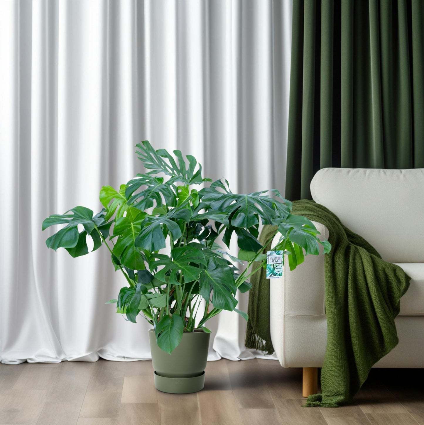 Monstera Deliciosa - Ø30cm - ↕100cm - Pflanzfix24