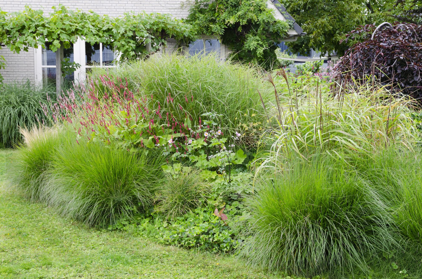 Miscanthus sinensis Ferner Osten Ziergras Ø19cm | Pflanzfix24.de - Pflanzfix24.de