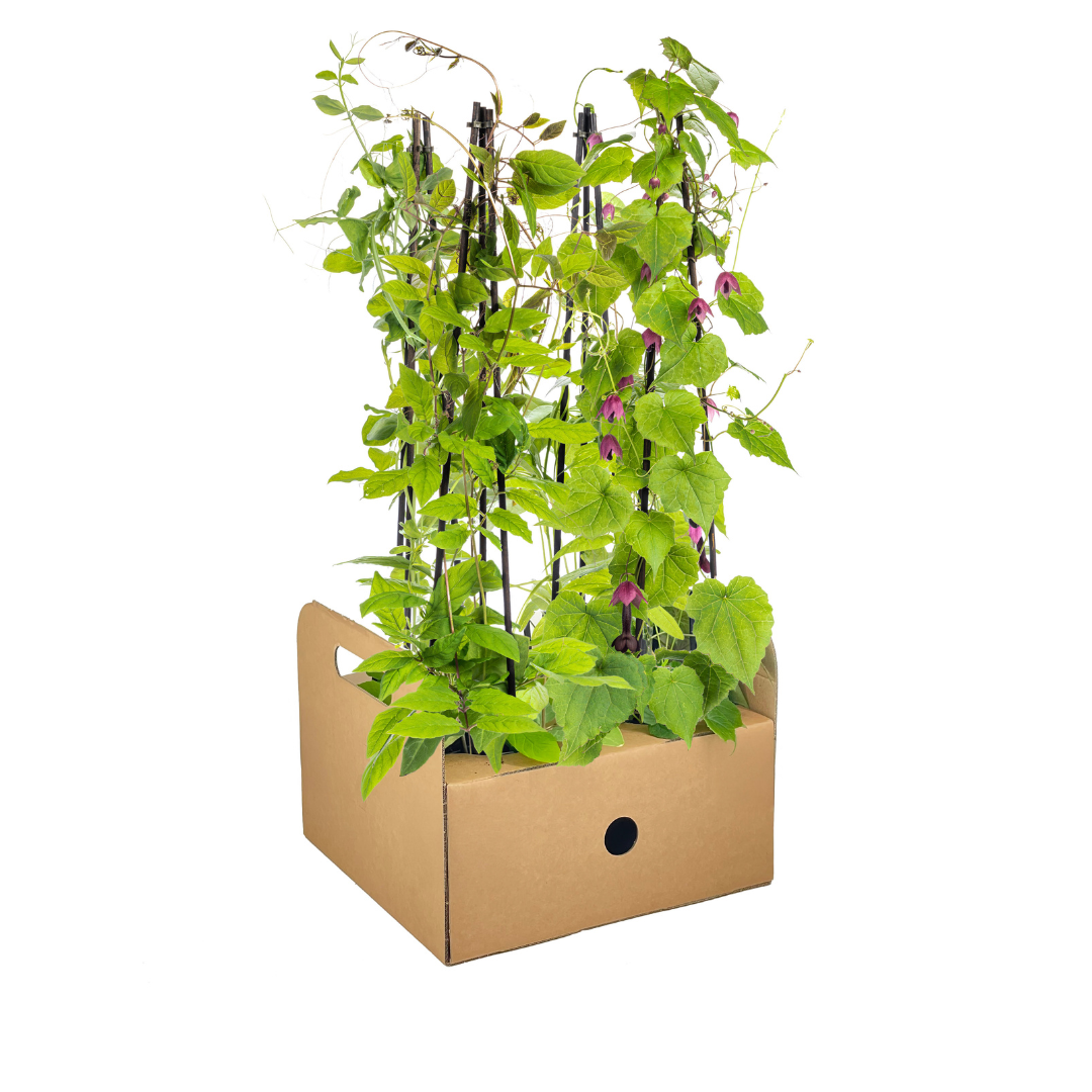 4er Mix Kletterpflanzen: Rhodochiton, Cobea, Lathyrus & Ipomoea - Pflanzfix24