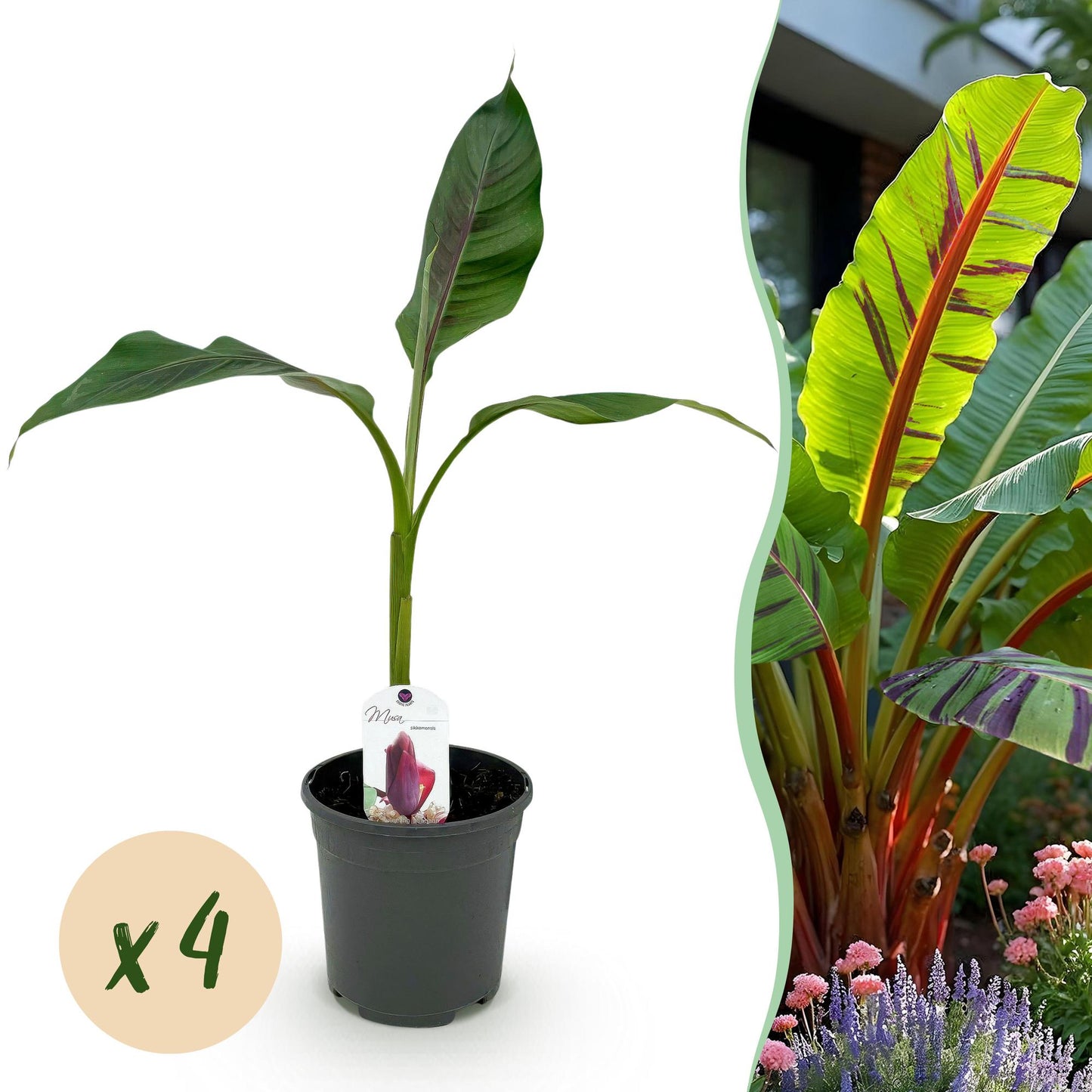 Bananenpflanze Musa sikkimensis Red Tiger - 4 Pflanzen - Topf 17cm - pflanzfix24