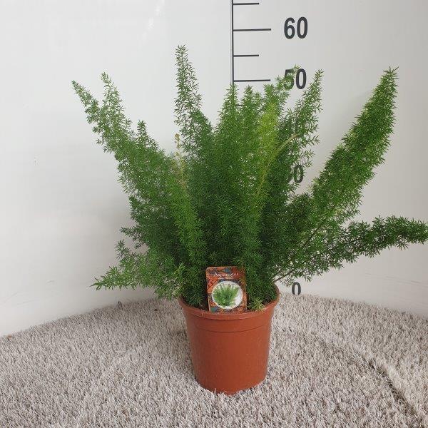 Asparagus D. Meyers - Ø17cm - ↕50cm - Pflanzfix24