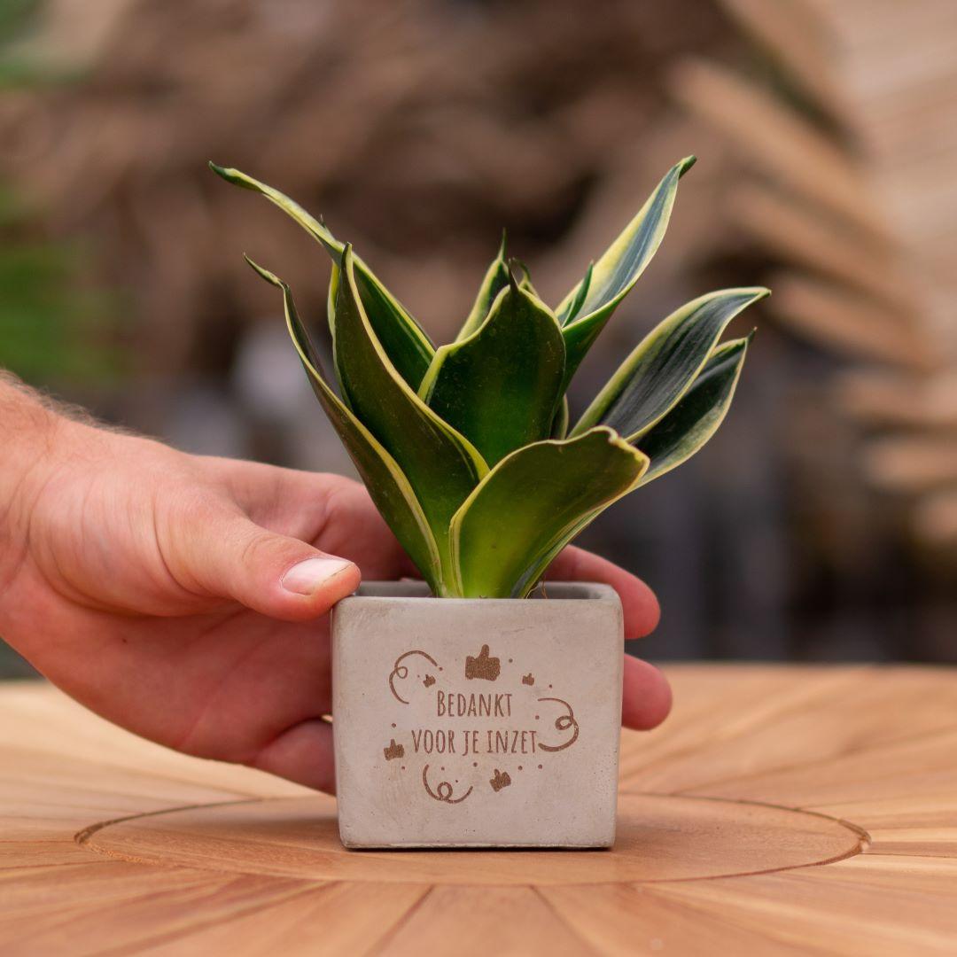 Congreet® plantpots + Sansevieria | Bedankt voor je inzet - Pflanzfix24.de - Pflanzfix24.de