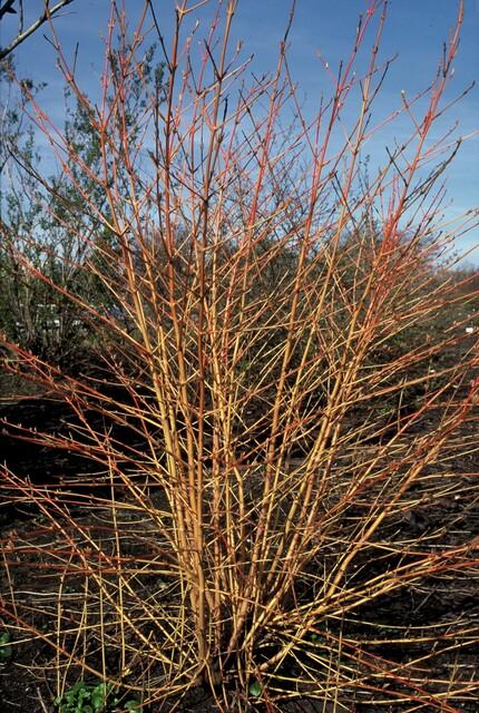 20x Cornus sanguinea 'Midwinter Fire' | Pflanzfix24.de - Pflanzfix24.de
