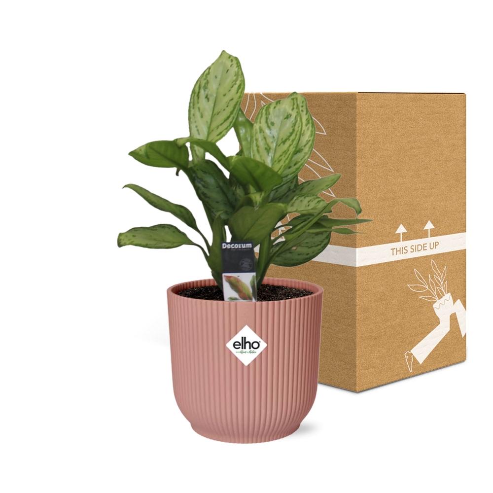 Aglaonema Christina in ELHO Vibes Fold 14cm roze - Pflanzfix24