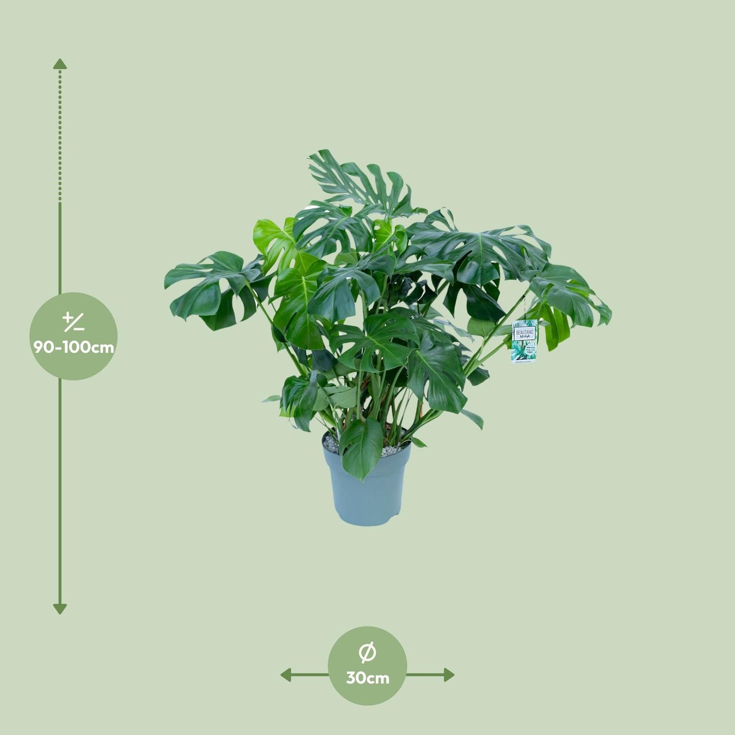 Monstera Deliciosa - Ø30cm - ↕100cm - Pflanzfix24