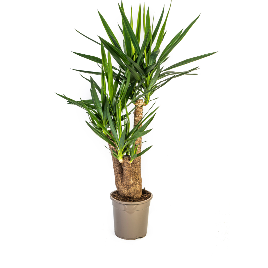 Yucca Elephantipes Verzweigt Ø24cm | Zimmerpflanze 80-100cm – Pflanzfix24.de - Pflanzfix24.de