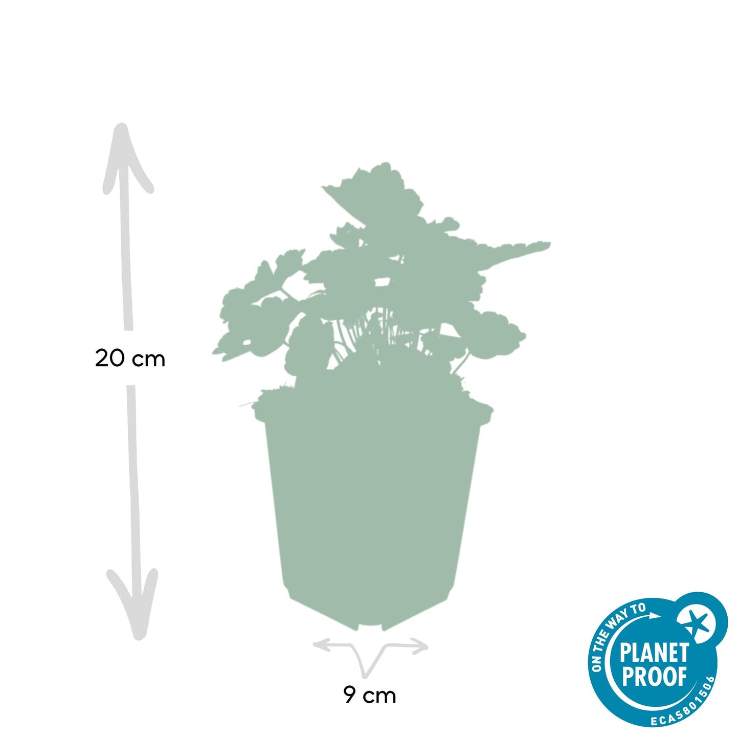 12x Heuchera ‘Palace Purple’ Ø9cm | Dunkelrote Blätter | Pflanzfix24.de - Pflanzfix24.de