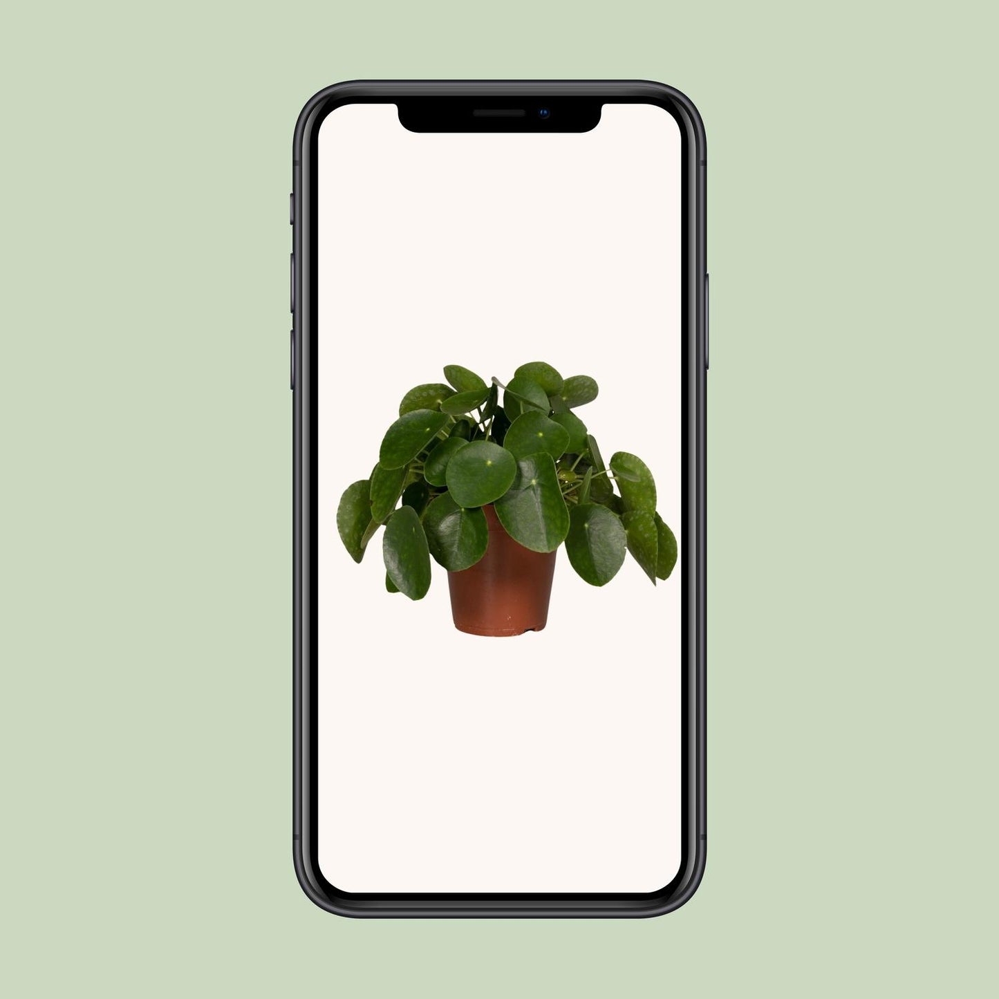 Pilea Peperomiodes - Pfannkuchenfabrik - Ø15cm - ↕25cm - Pflanzfix24