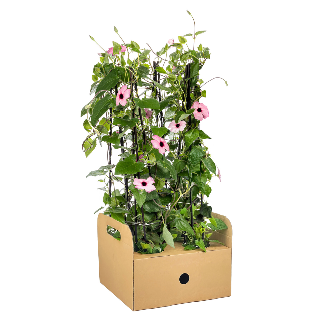 4x Thunbergia alata Sunny Susy Rose Sensation Ø13 cm - Pflanzfix24.de - Pflanzfix24.de