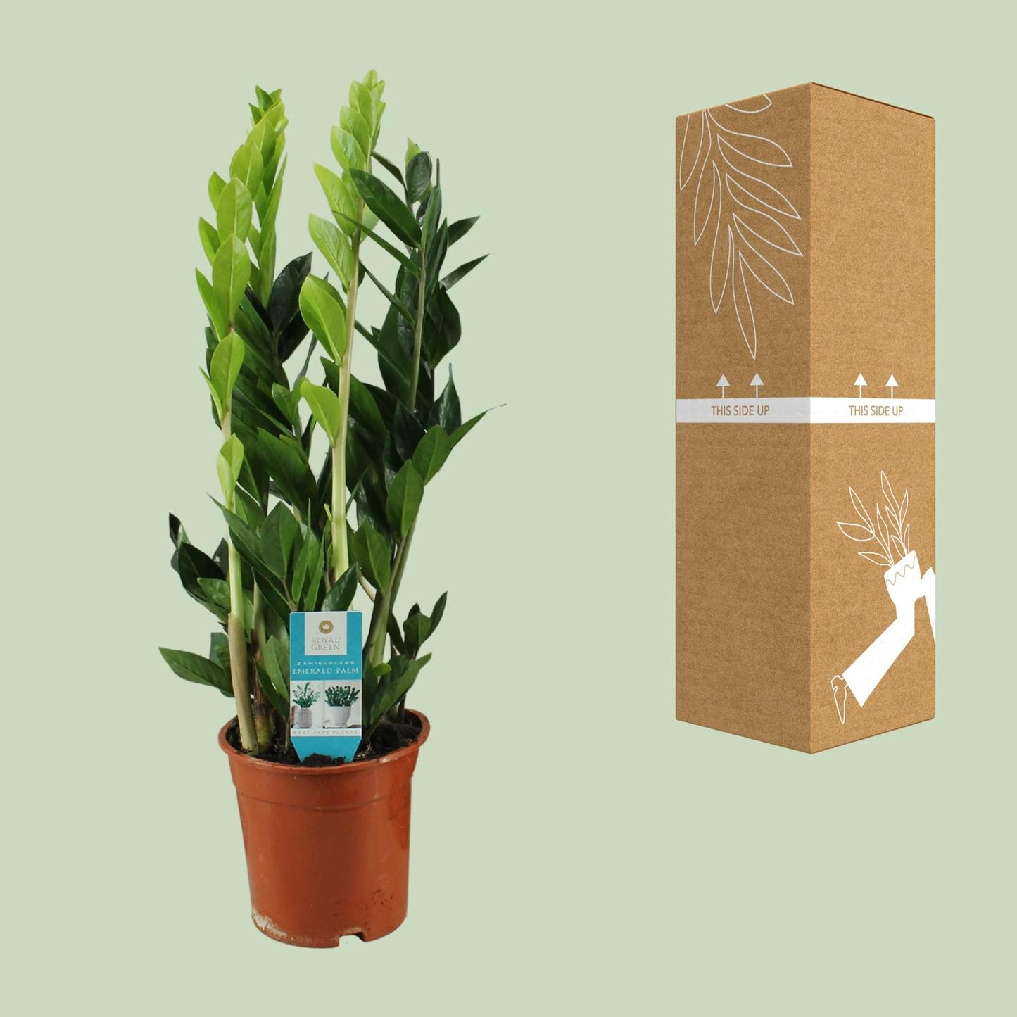 Zamioculcas Zamiifolia Ø17cm | Pflegeleicht | Pflanzfix24