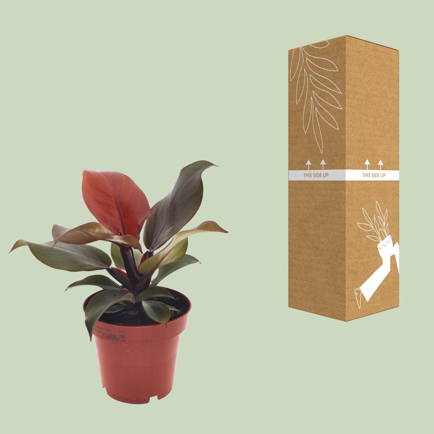 Philodendron Imperial Red - Ø12cm - ↕25cm - Pflanzfix24