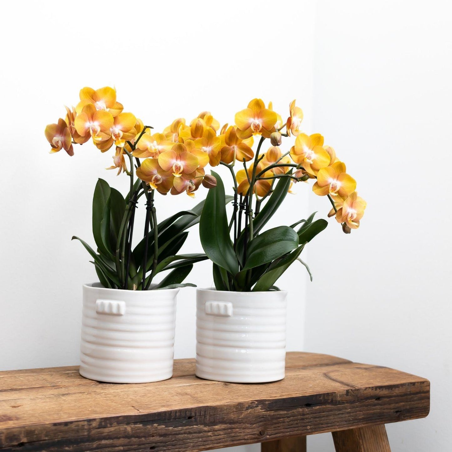Kolibri Orchideen Jewel Las Vegas Orange-goldene Phalaenopsis Ø12cm | Pflanzfix24.de - Pflanzfix24.de