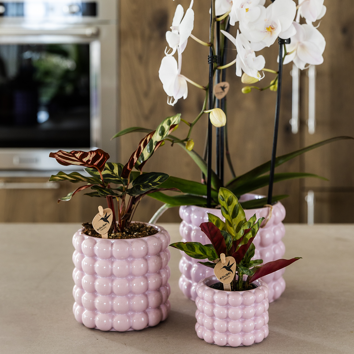 pflanzfix24 | Kolibri Home | Poppy Ziertopf - Pink - Ø9cm