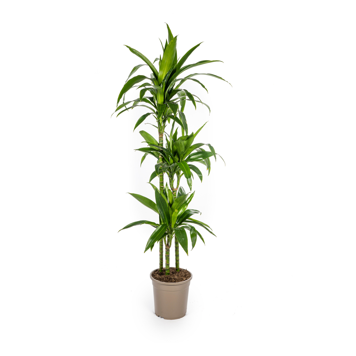 Dracaena Deremensis Lisa Ø24cm - ↕130 - 150cm - Pflanzfix24