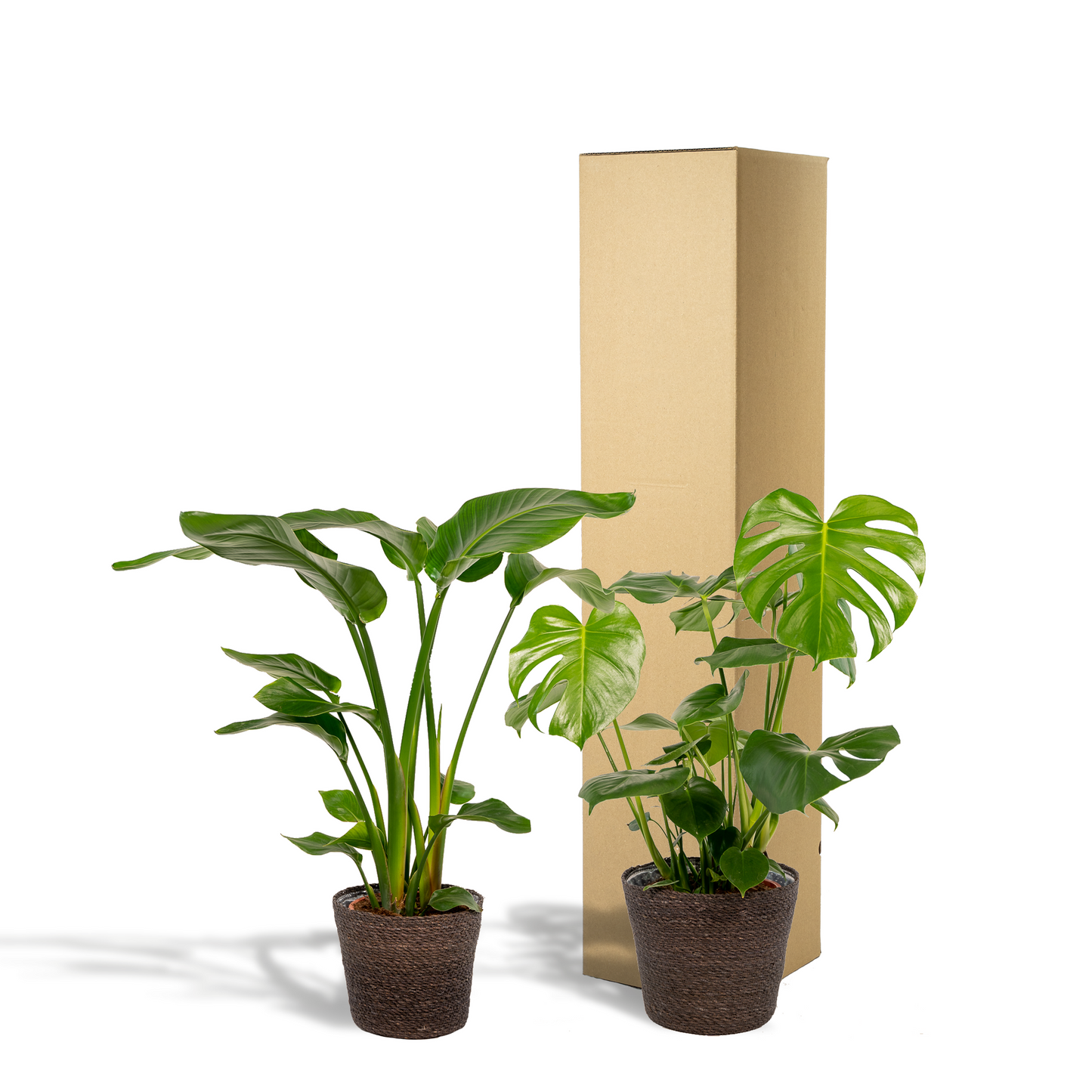 Strelitzia Nicolai & Monstera Deliciosa Set mit Korb Igmar - Pflanzfix24