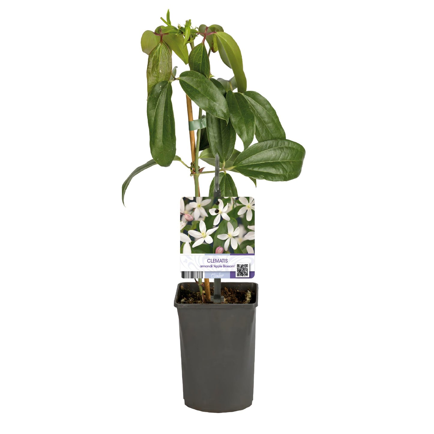 Pflanzfix24 - Clematis armandii Apple Blossom - Immergrüne Kletterpflanze - Rosa Blüte - 1 Pflanze im 11cm Topf