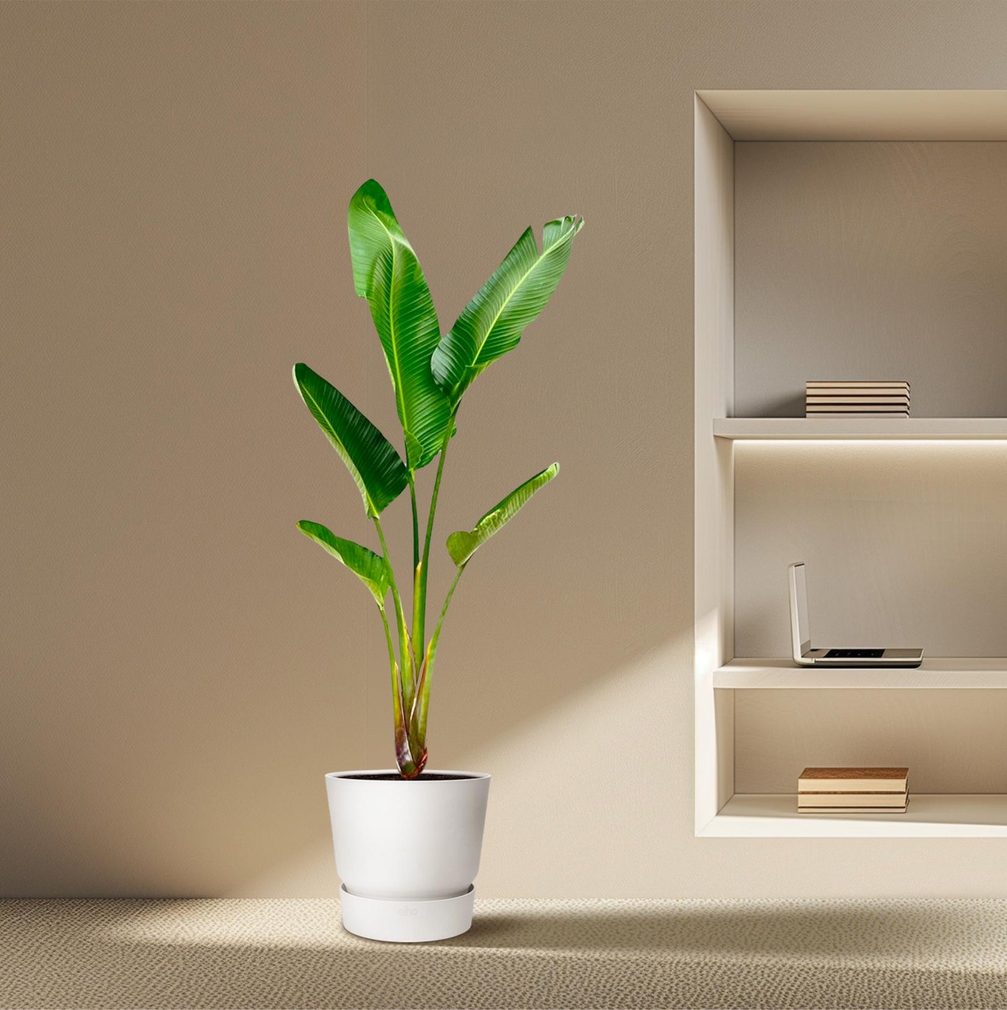 Strelitzia Augusta 210 cm Ø30 – Weiße Paradiesvogel Pflanze | Pflanzfix24.de - Pflanzfix24.de