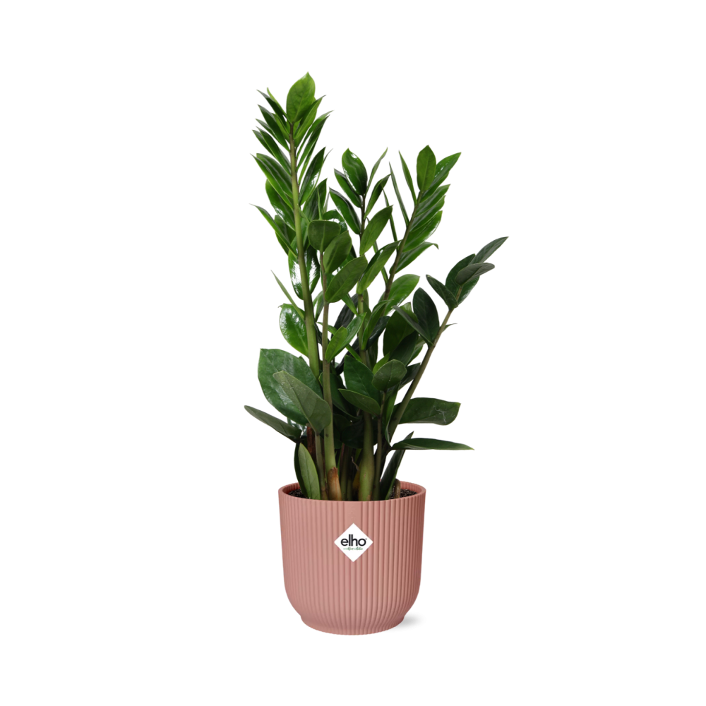 Zamioculcas ZZ-Pflanze 45–50 cm im rosa Elho-Topf – pflanzfix24