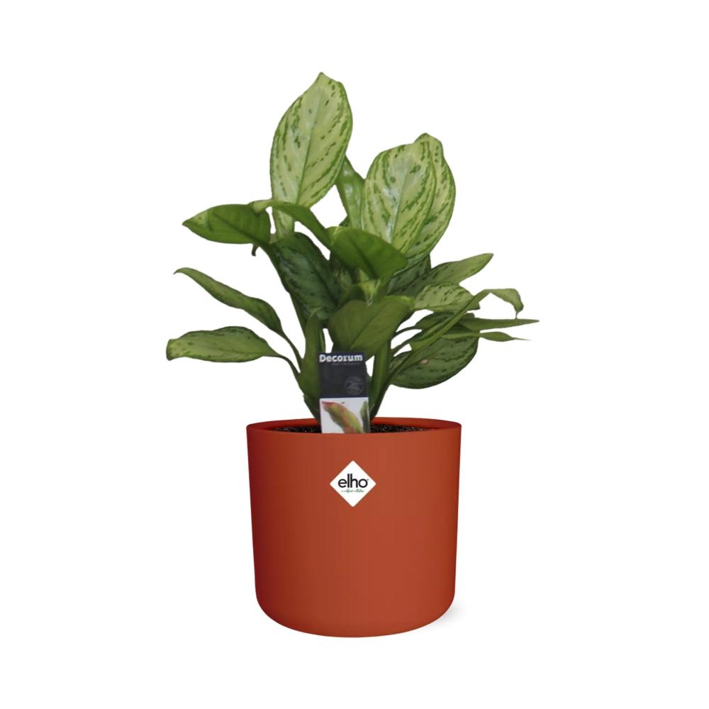 Aglaonema Christina in ELHO b.for soft rond 14cm brique - Pflanzfix24