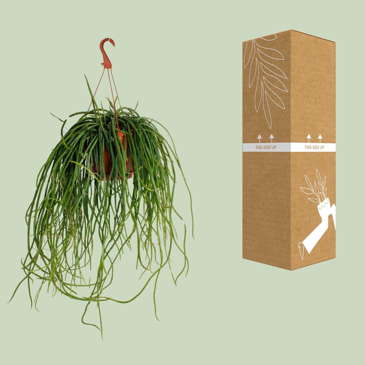 Selenisereus Wercklei - Ø21cm - ↕50cm - Pflanzfix24